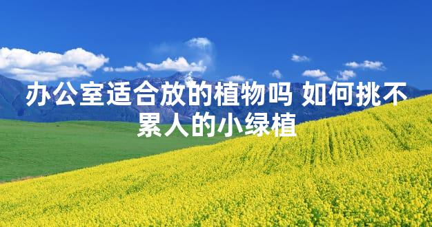 办公室适合放的植物吗 如何挑不累人的小绿植